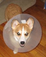 Finnigan_with_cone_mane.jpg